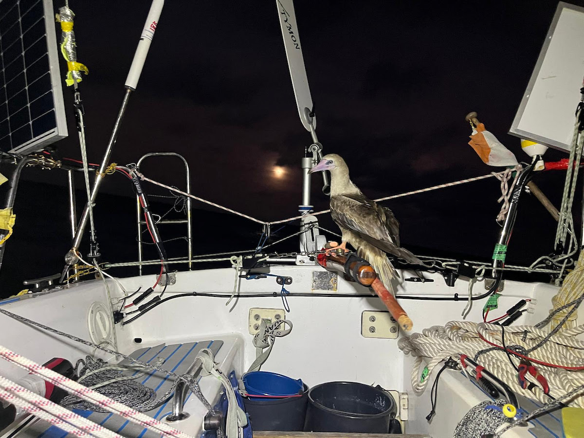 Mini Globe Race’s Most Dramatic Leg Yet