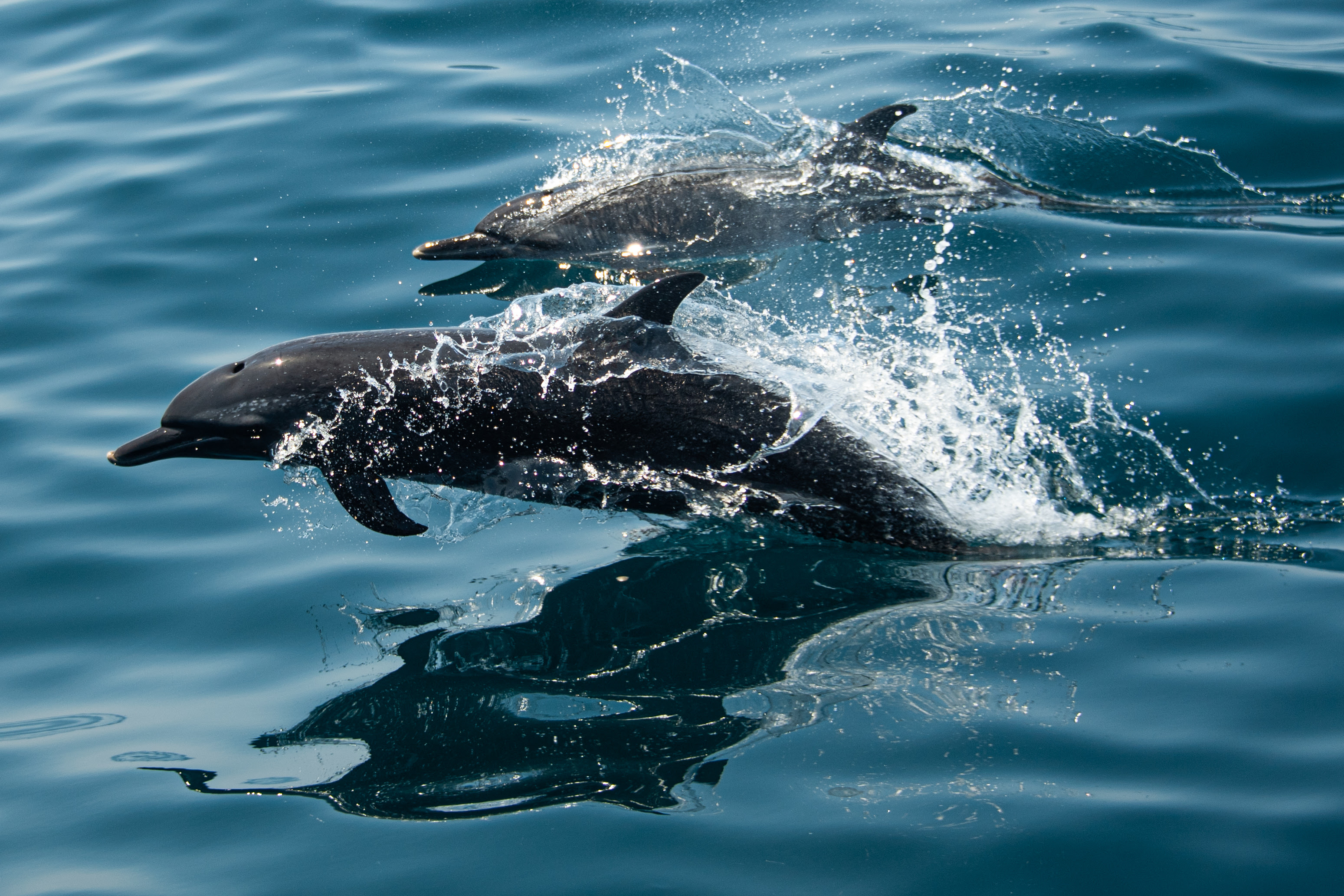 Ocean Race & Mission Blue team up to inspire ocean protection